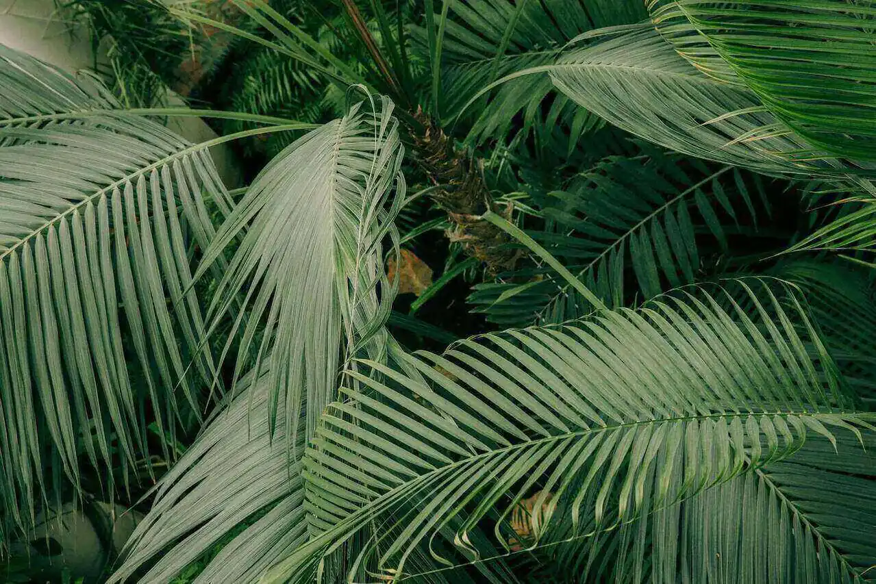 Green botanical background at True Bliss Medical